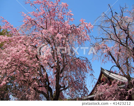 Ueno Park 41423212