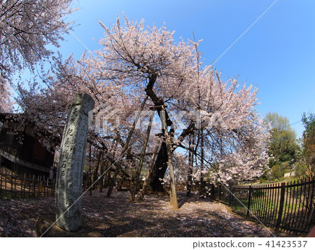 Ishido Kamakura 41423537