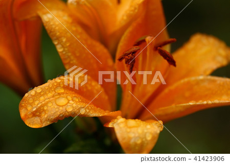 A flower that colors the rainy season 41423906