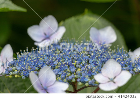 Hydrangea from Asukayama Park Kita-ku, Tokyo Hydrangea from Asukayama Park Kita-ku, Tokyo 41424032