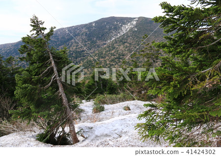 Yakuzen Mountain Spring Yakushidake over the way to the summit of spring Yakuzen Mountain Spring Yakushidake over the way to the summit of spring 41424302