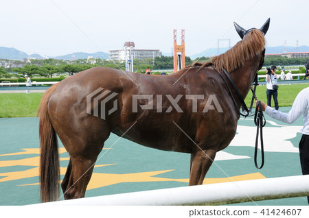 Winning horse 41424607