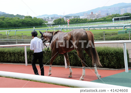 Winning horse Winning horse 41424608