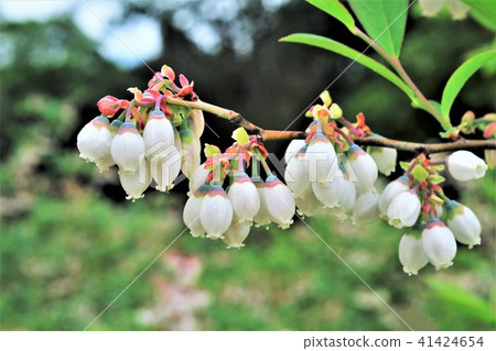 藍莓花 41424654