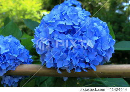 海洋藍色繡球花 海洋藍色繡球花 41424944