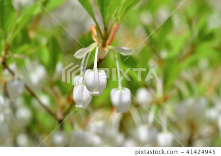 Daeda Dunziae Daeda Dunziae 41424945