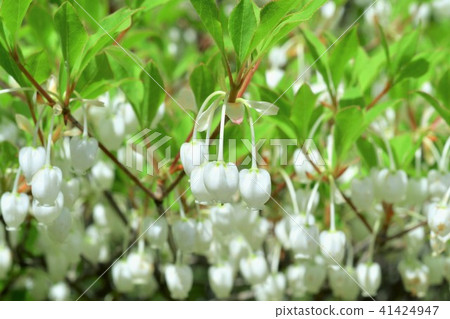 Daeda Dunziae Daeda Dunziae 41424947