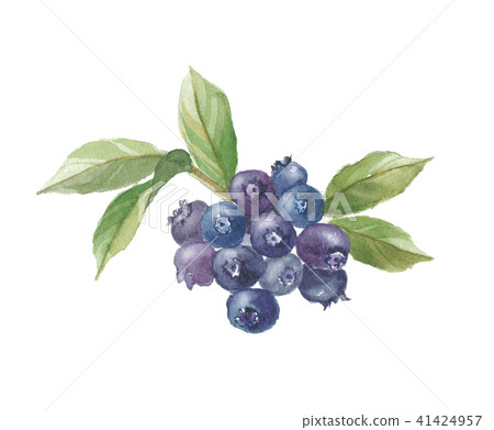 blueberry 41424957