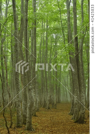 Fresh green Hakkoda 41425833