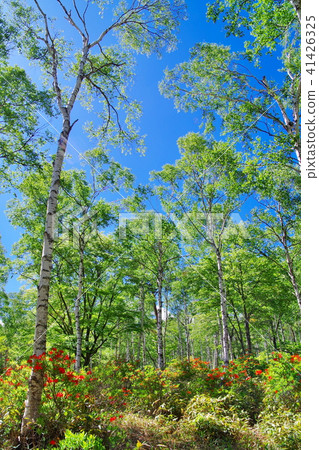 White birch forest Renge azalea White birch forest Renge azalea 41426325