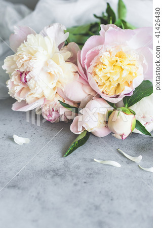 Beautiful pastel peonies on grey concrete background 41426480