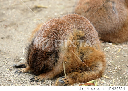 I am sleeping Prairie dog I am sleeping Prairie dog 41426824