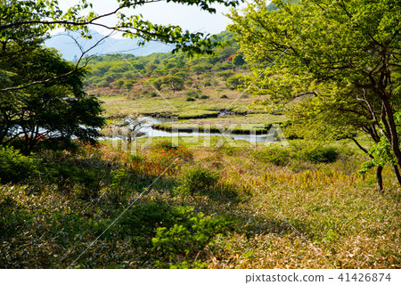 6月，來自Wakabuchi森林和Renge杜鵑花Akagiro的沼澤和牡丹的植物 41426874