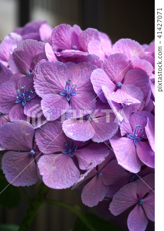 Hydrangea 41427071