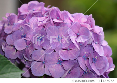 Hydrangea 41427072
