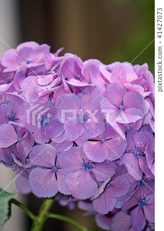 Hydrangea 41427073