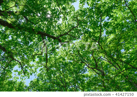 Fresh green of Mizunara Fresh green of Mizunara 41427150