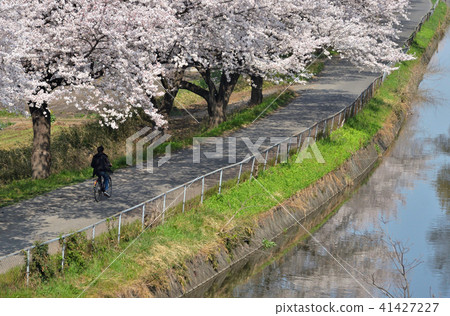 Meanuma稻田:Imanuma代替櫻花走廊東側的水 Meanuma稻田:Imanuma代替櫻花走廊東側的水 41427227