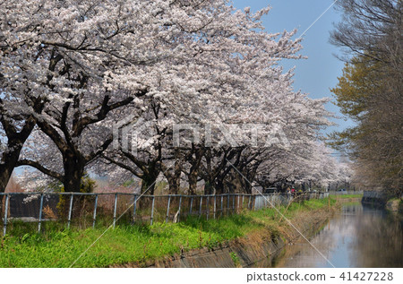 Meanuma稻田:Imanuma代替櫻花走廊東側的水 Meanuma稻田:Imanuma代替櫻花走廊東側的水 41427228