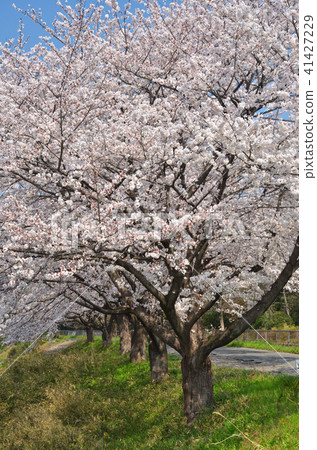 Meanuma paddy: Imanuma substitute Water along the east side of the cherry blossom corridor Meanuma paddy: Imanuma substitute Water along the east side of the cherry blossom corridor 41427229