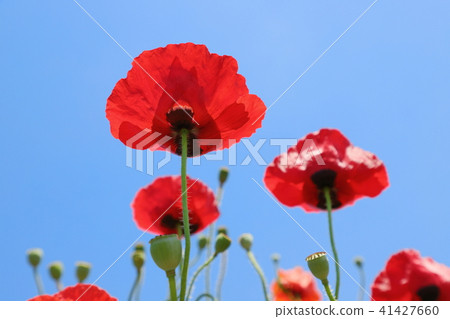 紅色鴉片藍天背景 紅色鴉片藍天背景 41427660