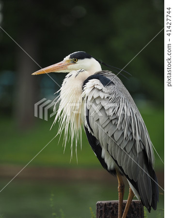 Gray heron Gray heron 41427744