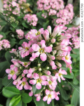 Escalonia Pink Elle Escalonia Pink Elle 41427790