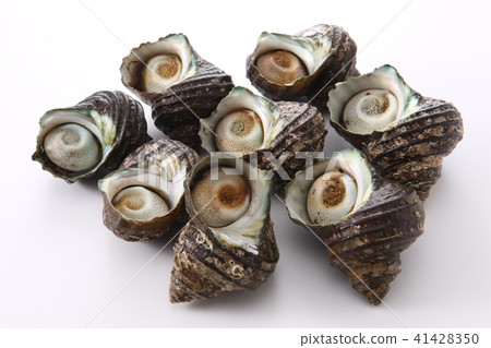 Sasae Sasae 41428350