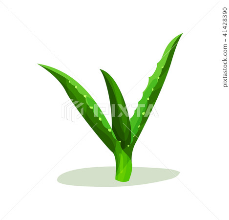 Bright Green Leaves Of Aloe Vera Succulent Stock