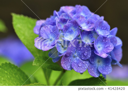 Hydrangea of a blue type wet with rain 41428420