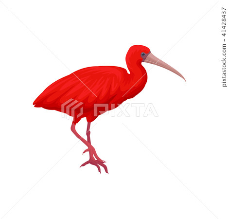 Detailed vector illustration of scarlet ibis. Exotic bird with bright red feathers, narrow beak and Detailed vector illustration of scarlet ibis. Exotic bird with bright red feathers, narrow beak and 41428437