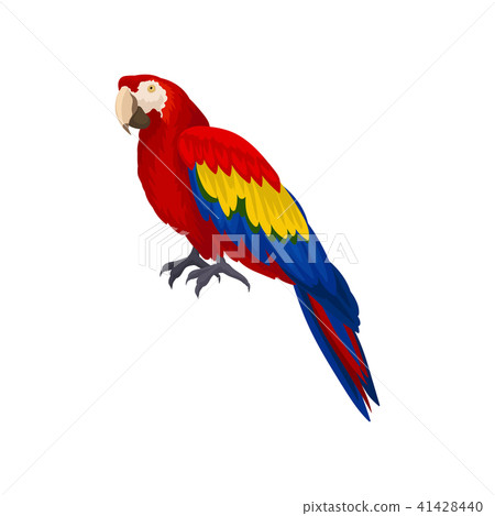 Detailed vector icon of long-tailed macaws ara . Exotic bird with red, blue and yellow feathers 41428440