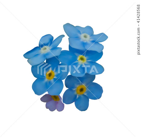 Blue forget me not spring flowers. Decorative element vector 41428568