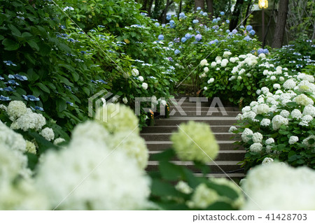 Hydrangea Hakkeijima hydrangea festival Hydrangea Hakkeijima hydrangea festival 41428703