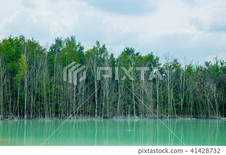 Green tree forest and lake Green tree forest and lake 41428732