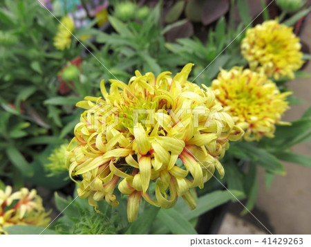 Gailarudia Coral Spark 41429263