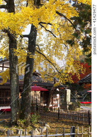 Autumn leaves of Jinggang Temple Autumn leaves of Jinggang Temple 41429477