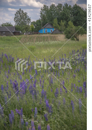 rural scenery in Belarus rural scenery in Belarus 41429687