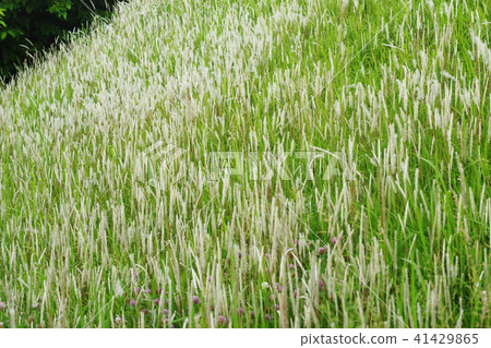 Community of Chigaya 41429865