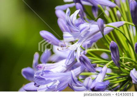 台灣新公司,愛花,百蓮花,愛花,紫色浪漫 台灣新公司,愛花,百蓮花,愛花,紫色浪漫 41430051