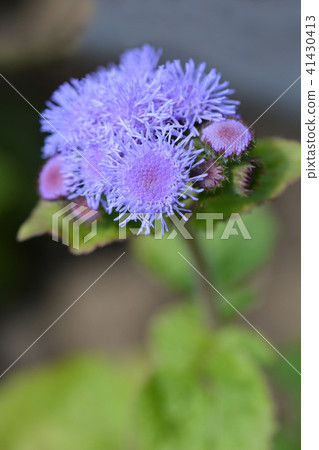 Blue flossflower 41430413