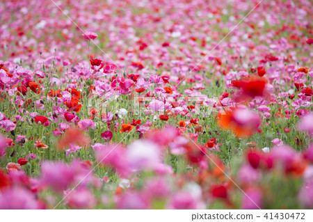 Pumpy field of Tsubara Tsuru Yamana flower park - Stock Photo [41430472 ...