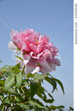 Button flower 41430546