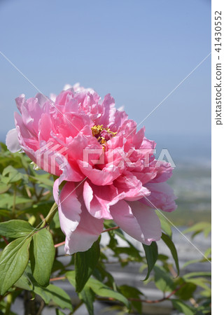 Button flower 41430552