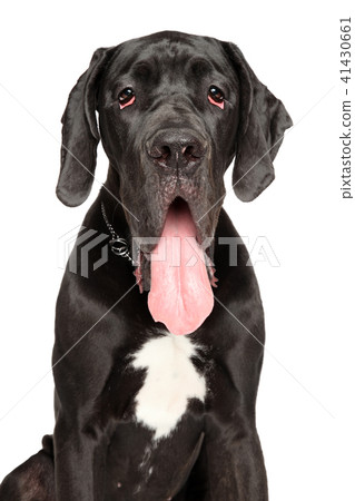 Great Dane isolated on white 41430661