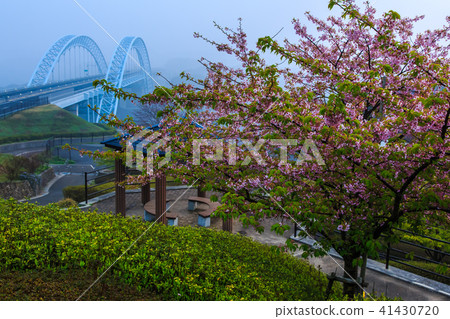 在新西開橋黎明[西市縣西海市]的早晨 41430720