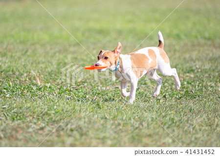 傑克羅素梗犬 41431452