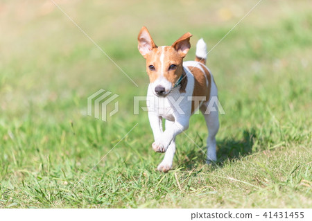 Jack Russell Terrier 41431455