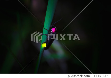 源氏螢火蟲 源氏螢火蟲 41431616