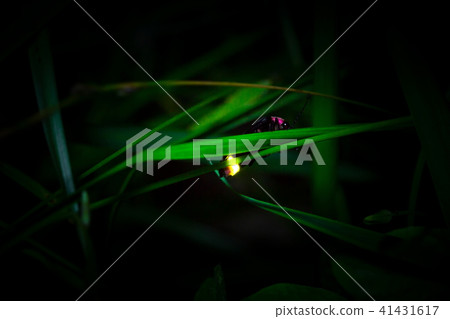 源氏螢火蟲 源氏螢火蟲 41431617